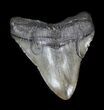 Large, Megalodon Tooth - South Carolina #36241-1